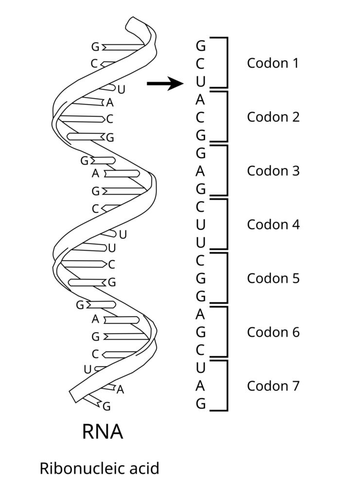 Molecular Basis of Inheritance 20 RNA codons.svg