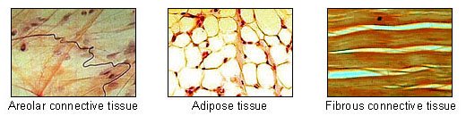 connective tissues 1